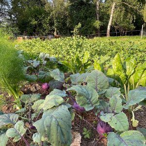Potager 2026-06-1
