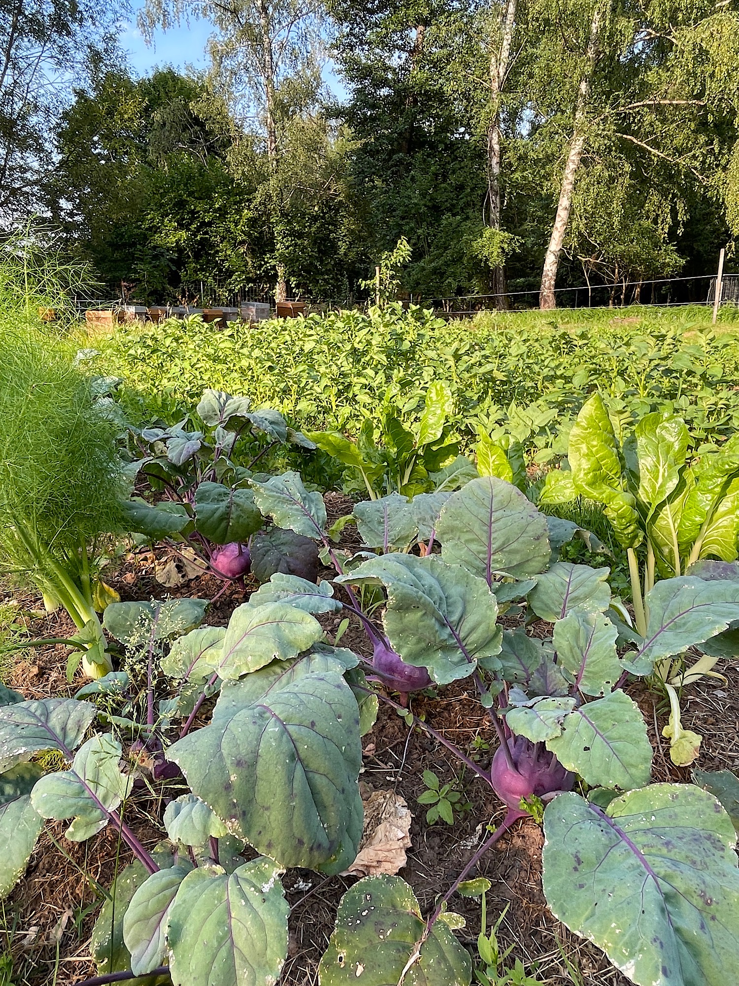Potager 2026-06-1