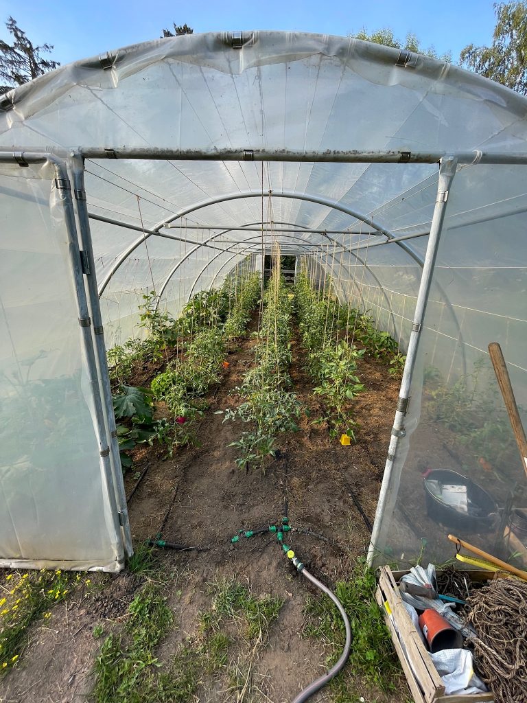 Potager 2026-06-3